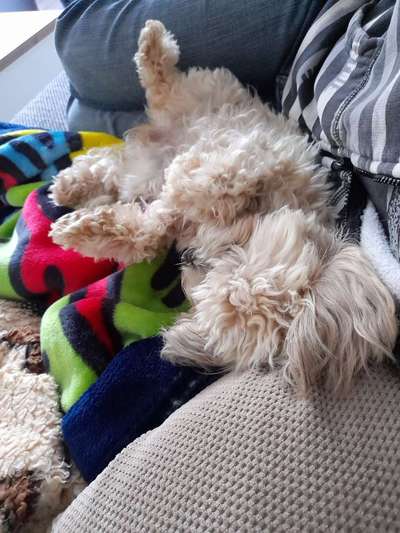 Kleine Hunde ganz Groß-Beitrag-Bild