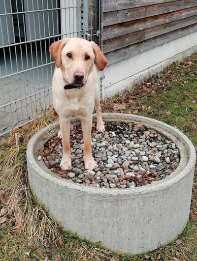 Hundetreffen-Hunde Freundschaften-Bild