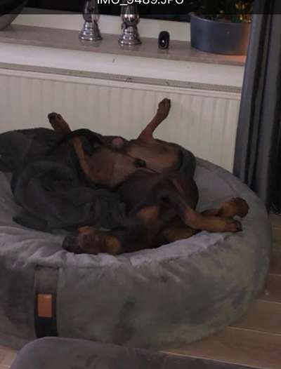 Körbchen / Hundebett-Beitrag-Bild