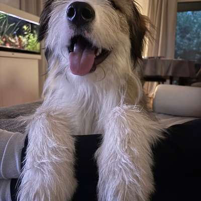 Hundetreffen-Spielzeit und Spaziergänge-Bild