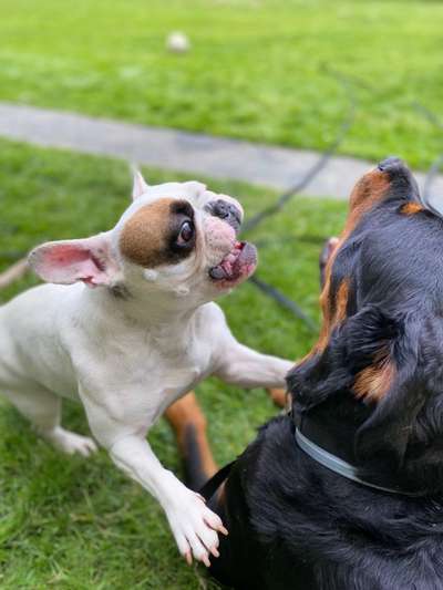 Spieltrieb ;)-Beitrag-Bild