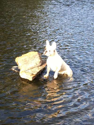 Dogorama-Monats-Challenge-Mai "Wasser"-Beitrag-Bild