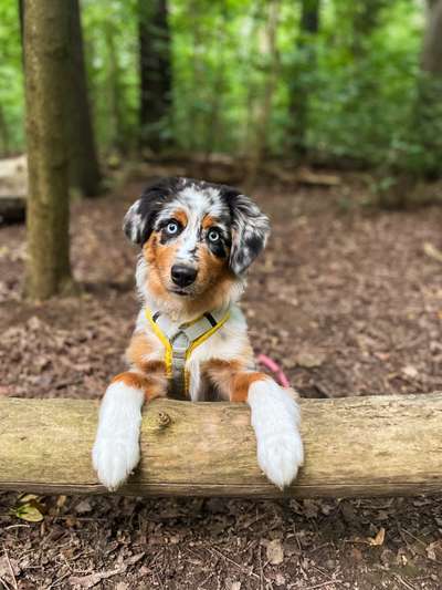 Hundetreffen-Gemeinsame Gassirunde am Zwenkauer See-Bild