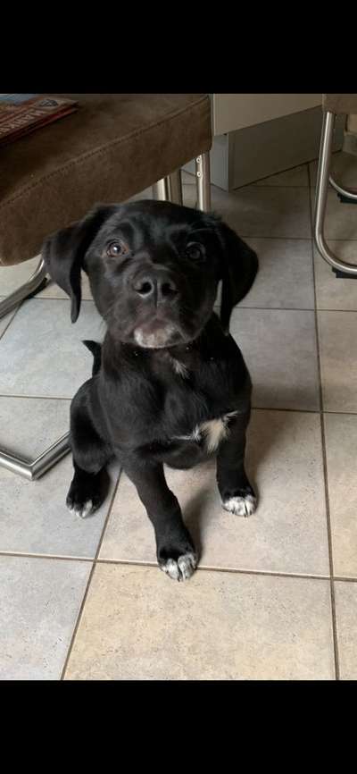 Foto-Challenge: Der schmollende Hund-Beitrag-Bild