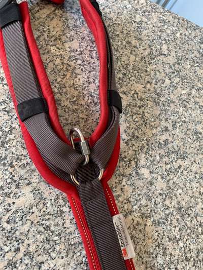 Leinenführung bei zwei Hunden-Beitrag-Bild