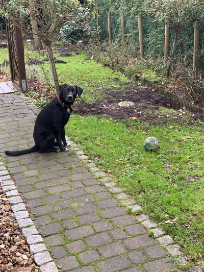 Dogorama Foto Challenge - Erwischt-Beitrag-Bild