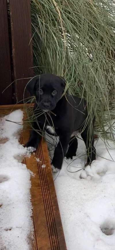 Profifoto Challenge No1 Winter, Schnee-Beitrag-Bild