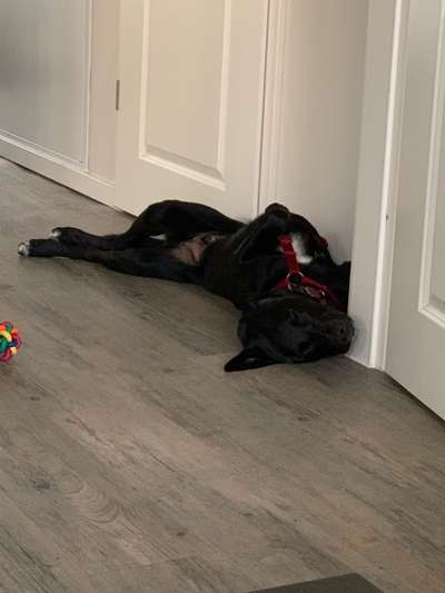 Zeigt mir die lustigsten Schlafpositionen eurer Fellnasen-Beitrag-Bild