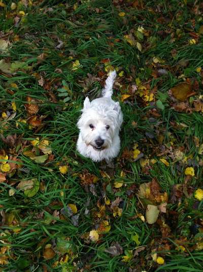 Die Dogorama Monats Challenge "Es grünt und blüht"-Beitrag-Bild