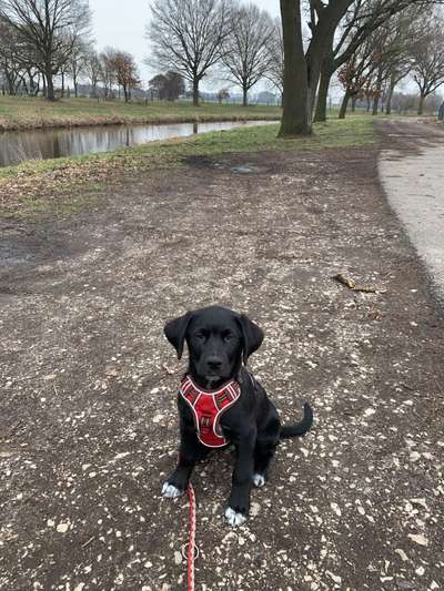 Appenzeller Sennenhunde-Beitrag-Bild