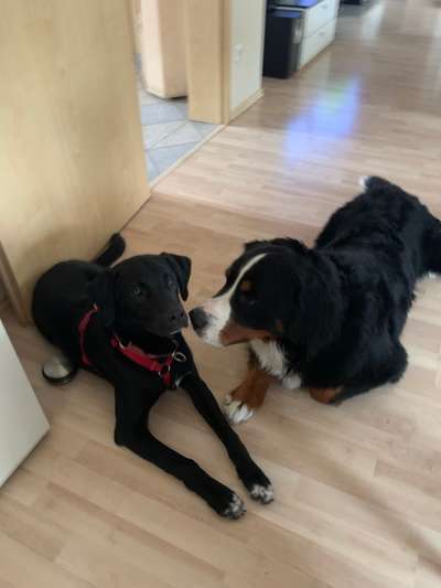 Bester Freund, Hundekumpel - zeigt her!-Beitrag-Bild