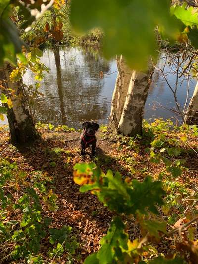 Die wunderschöne Welt mit Hund.-Beitrag-Bild