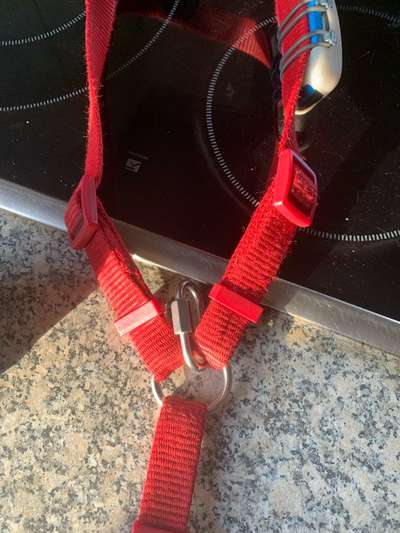 Halsband ab 45 kg oder stabiles Geschirr ?-Beitrag-Bild