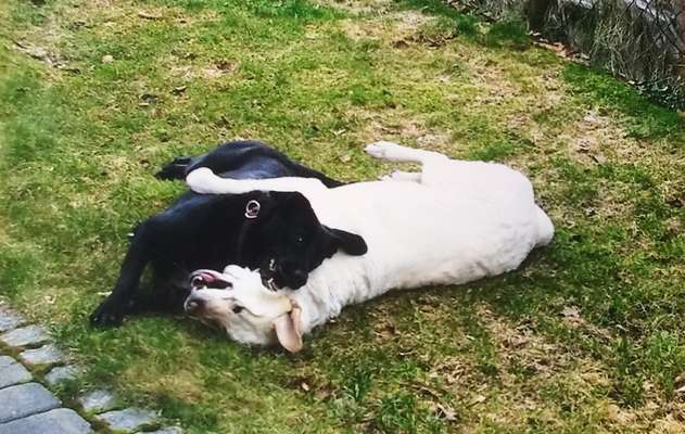 Bilder Hund und andere Tiere-Beitrag-Bild