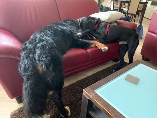 Bester Freund, Hundekumpel - zeigt her!-Beitrag-Bild