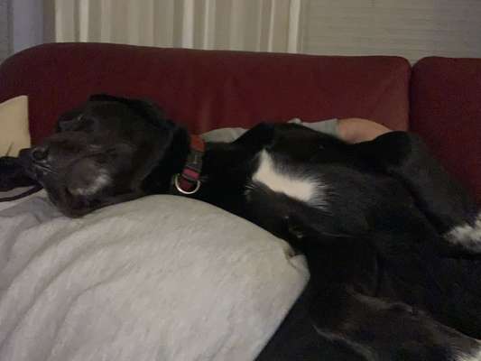 Erhöhter Kuschelbedarf im Winter?-Beitrag-Bild