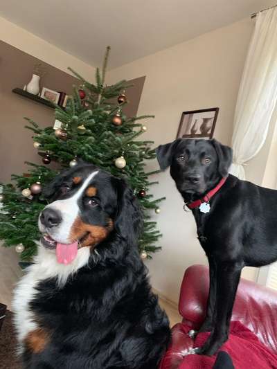 Dogorama Photo Challenge - Weihnachtsbaum-Beitrag-Bild