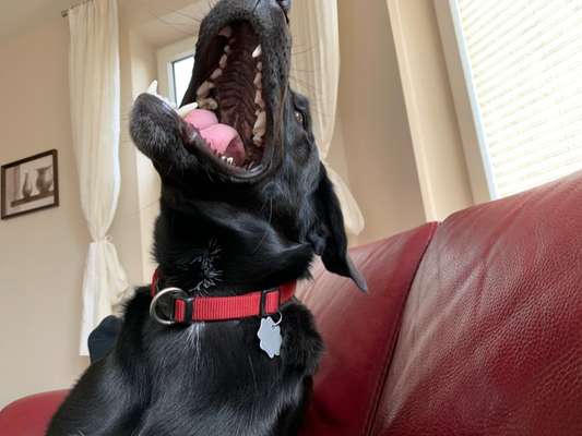 Hunde Porträt (Portrait) Galerie....-Beitrag-Bild