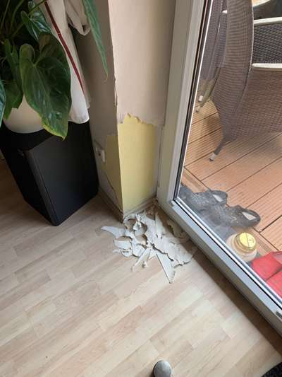 Staubsauger Hund-Beitrag-Bild