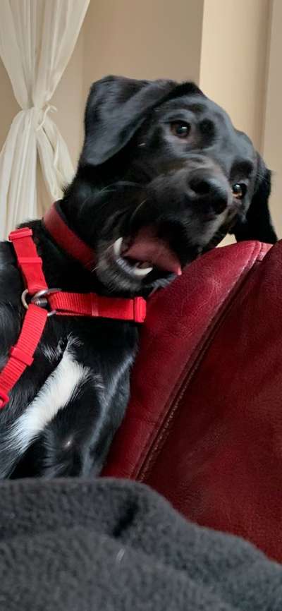 Dogorama Photo Challenge - Dein Hund beim Gähnen-Beitrag-Bild