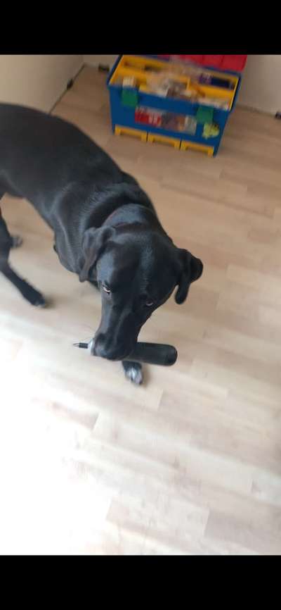 Dogorama Photo Challenge - Apportieren-Beitrag-Bild