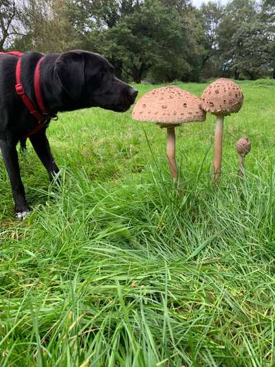 Dogorama Photo Challenge - Pilze-Beitrag-Bild
