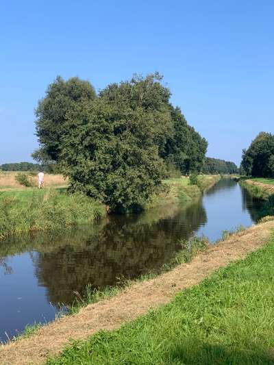 Hundekontakt an der Leine?-Beitrag-Bild