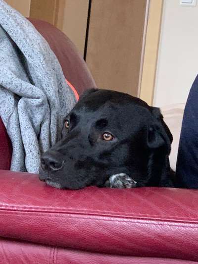 Hunde Porträt (Portrait) Galerie....-Beitrag-Bild