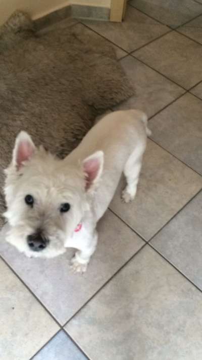 Der Gewichts-Thread-Beitrag-Bild