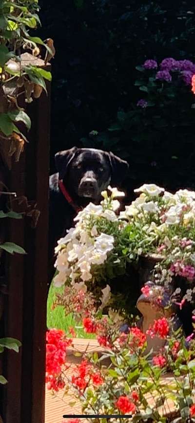 Dogorama Photo Challenge - Versteckspiel-Beitrag-Bild