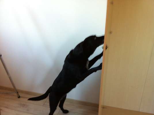 Dogorama Blog Challenge: Hundetricks-Beitrag-Bild