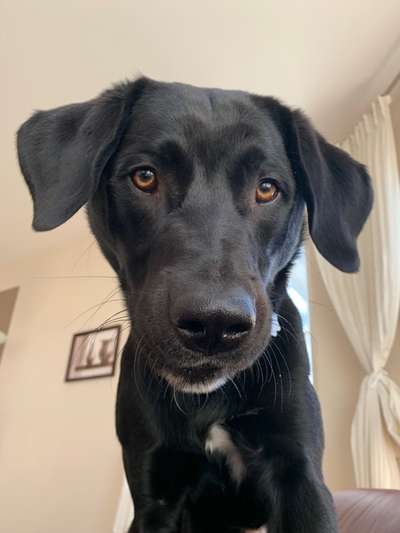 Hunde Porträt (Portrait) Galerie....-Beitrag-Bild