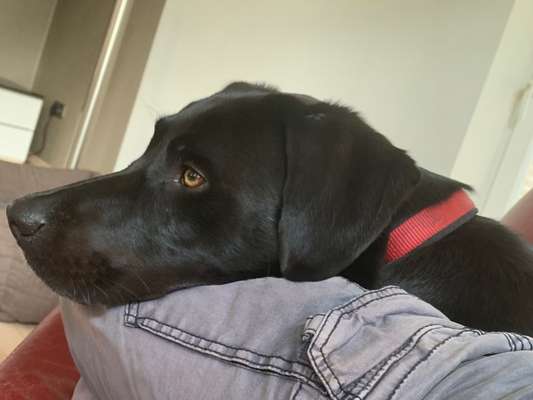 Hunde Porträt (Portrait) Galerie....-Beitrag-Bild