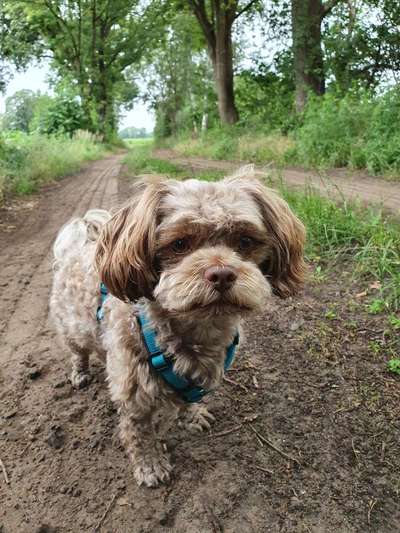 Welpen Bilder !-Beitrag-Bild