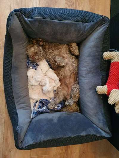 Die unbequemsten und lustigsten Schlafpositionen-Beitrag-Bild