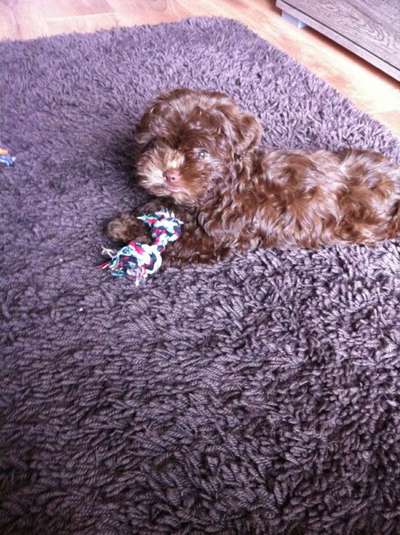 Welpen Bilder !-Beitrag-Bild