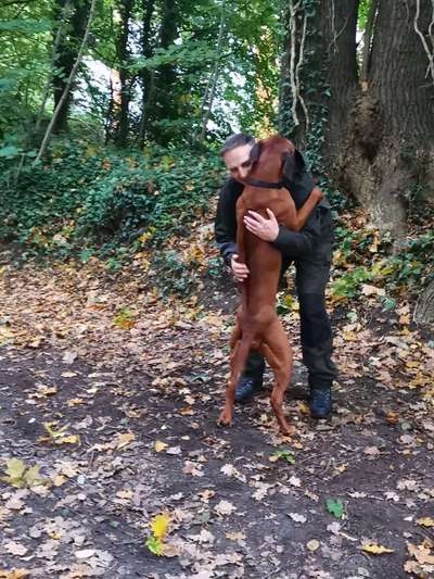 Rhodesian Ridgeback-Beitrag-Bild