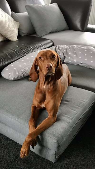 Magyar Vizsla UK-Beitrag-Bild