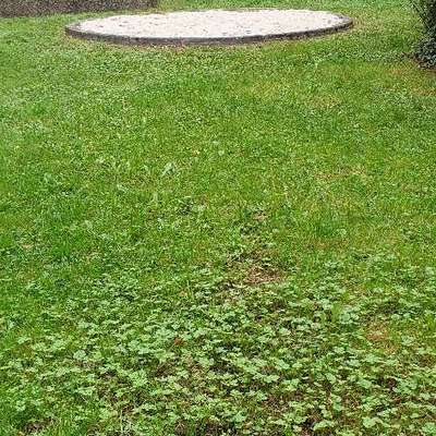 Giftköder-RATTENGIFT!!-Bild