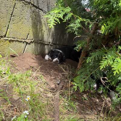 Hundetreffen-Welpentreffen-Bild