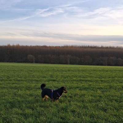 Hundetreffen-Entspannte Spaziergänge/ neue Hundekumpels gesucht-Bild