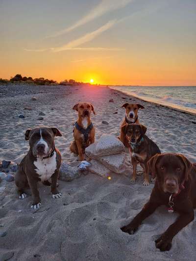 Dogorama Foto Challenge - Dämmerung-Beitrag-Bild