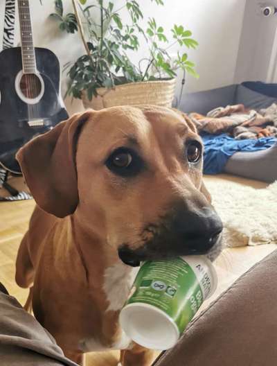 Dogorama Photo Challenge - Hundeblick zum hinschmelzen-Beitrag-Bild