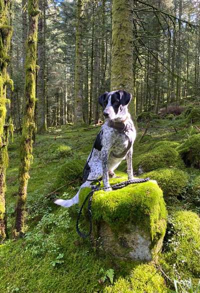 Dogorama Photo Challenge - Märchenwald-Beitrag-Bild