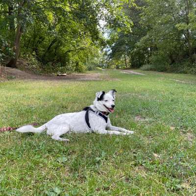 Hundetreffen-Gemeinsames Trainieren-Bild