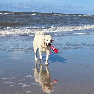 Hundetreffen-Walk mit anderen Hunden-Bild