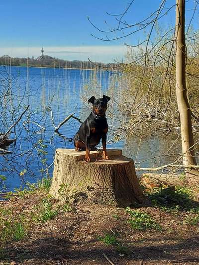 Hundetreffen-Gassirunde am Segeberg See-Bild