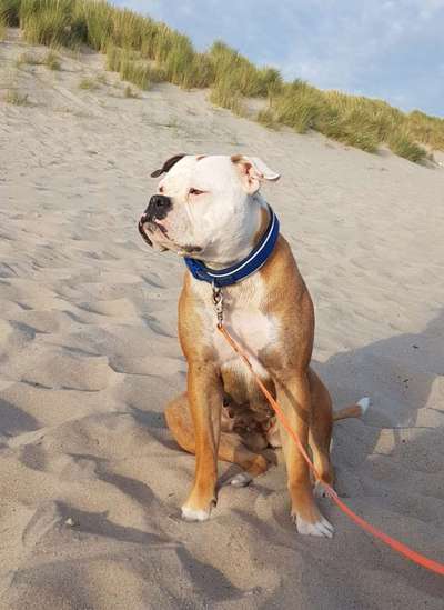 Reinrassige Hunde?-Beitrag-Bild