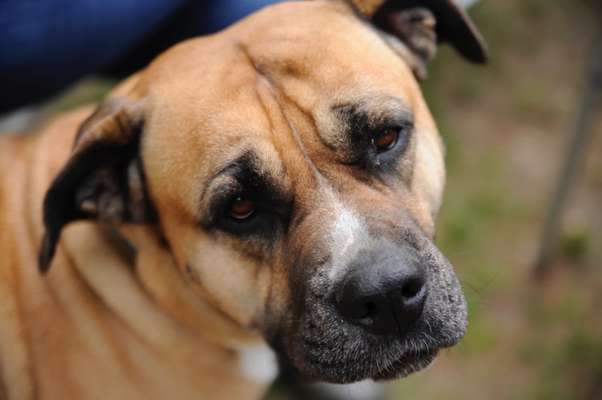 Hundetreffen-Gassi- und Spielpartner in Bochum gesucht-Bild