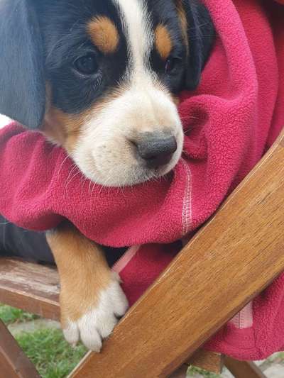 Welpen Bilder !-Beitrag-Bild